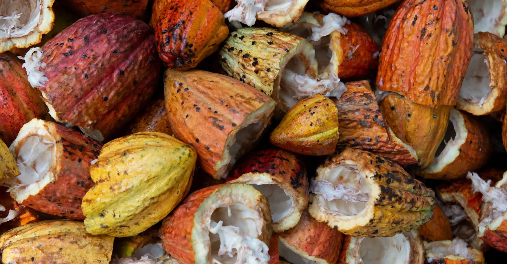 Ceremonial grade criollo cacao sitting in a basket